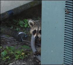 raccoon removal Kernersville